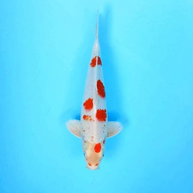 31cm. Kohaku Hikari