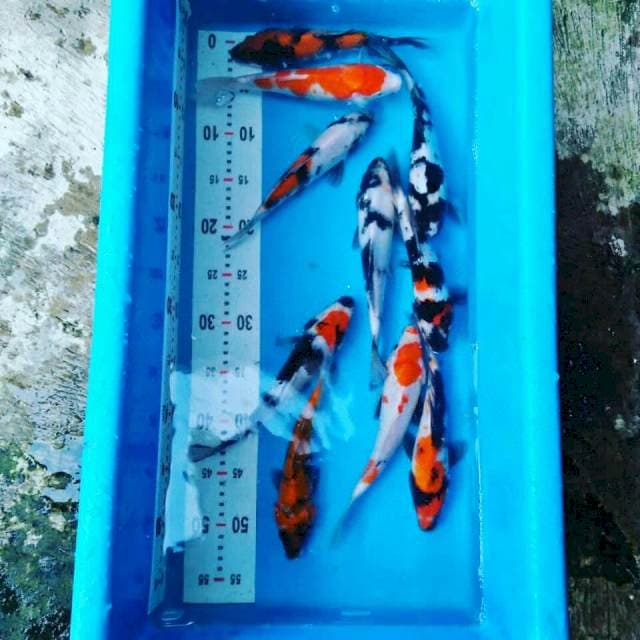 Mix 4 size 22cm 10ekor