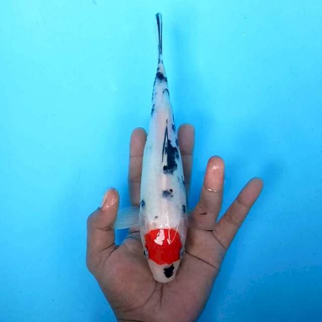 25cm. Tancho Sanke