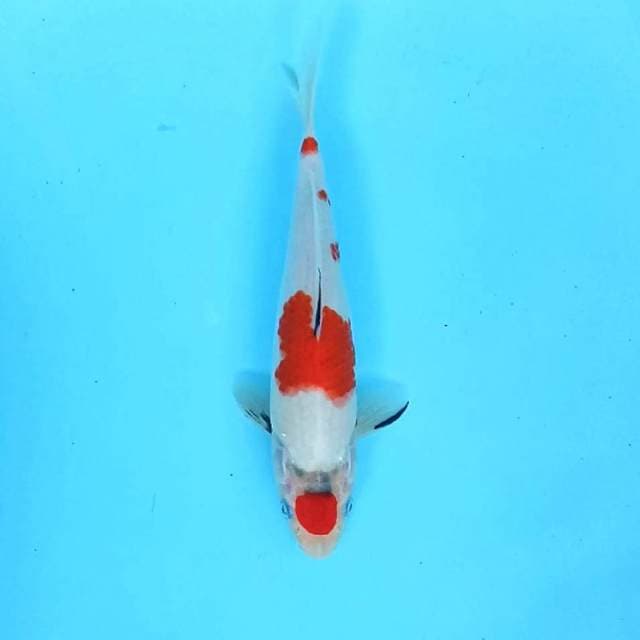 26cm. Maruten Showa tategoi