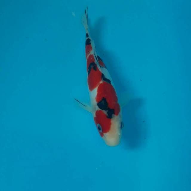 Sanke doitsu 20cm