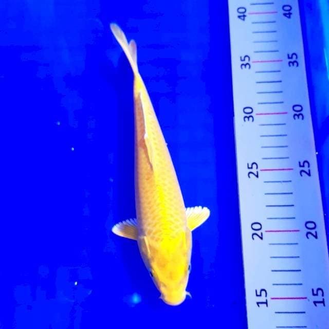 Ogon 24 cm