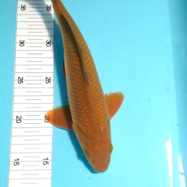 Chagoi 27cm