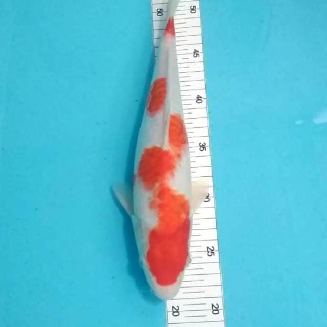 Kohaku aragoke 32cm