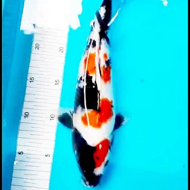 Showa 30cm joss