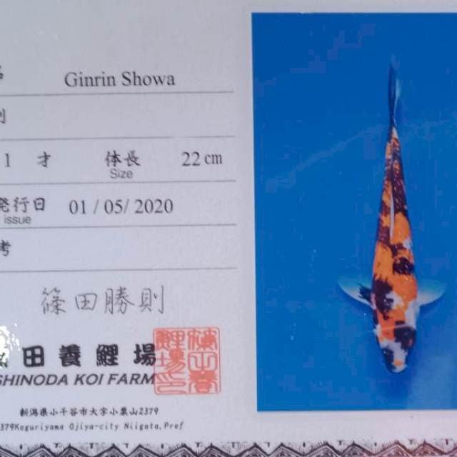Ginrin showa import shinoda farm