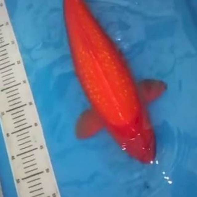 Benigoi Ginrin