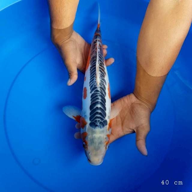 Shusui 40 cm