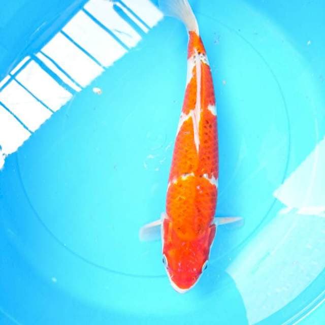 gosiki 35 cm