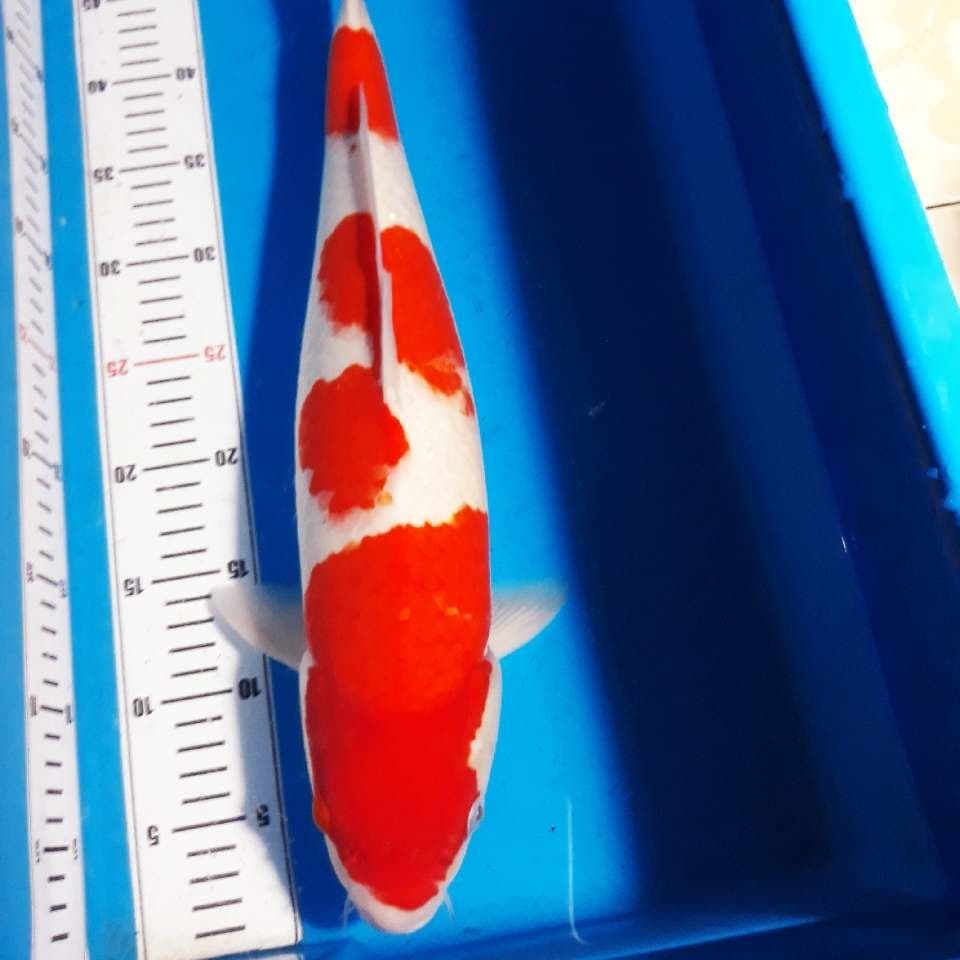 Kohaku jumbo f1