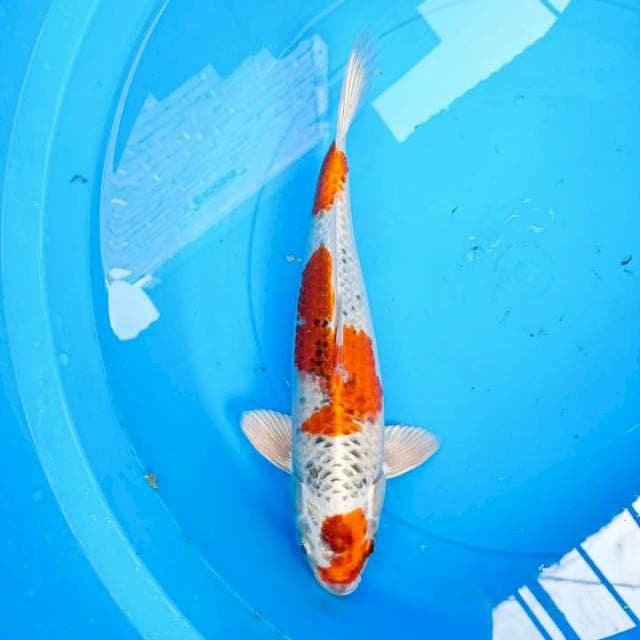 kujaku 30 cm