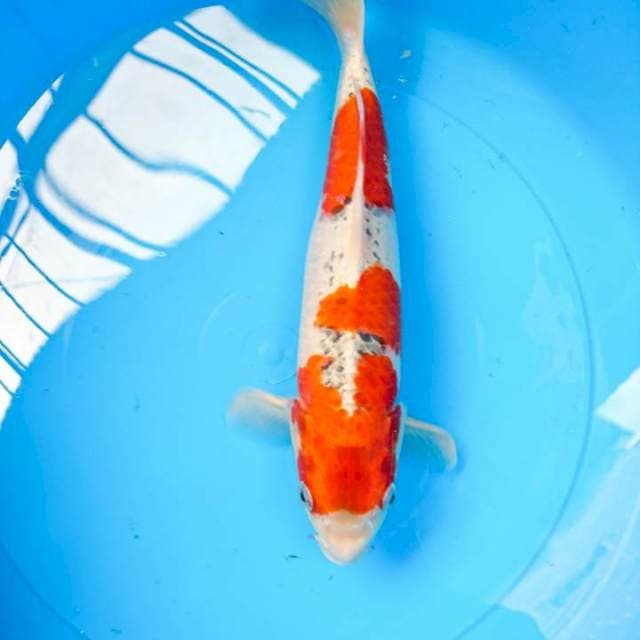 gosiki 32 cm