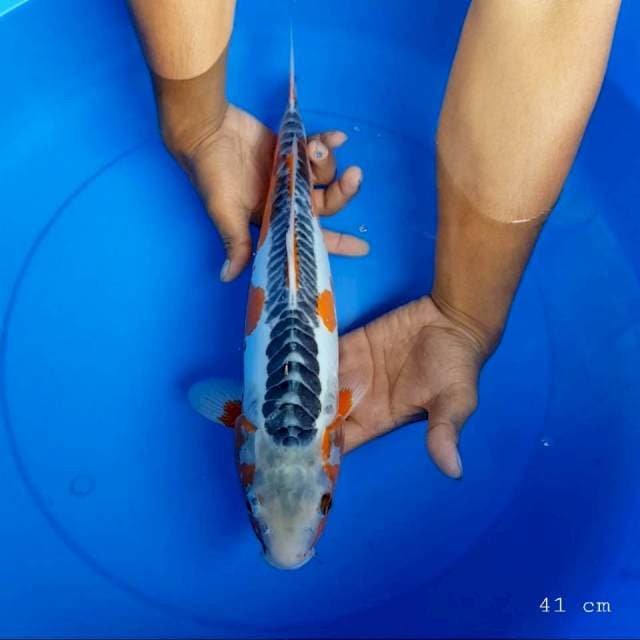 Shusui 41 cm
