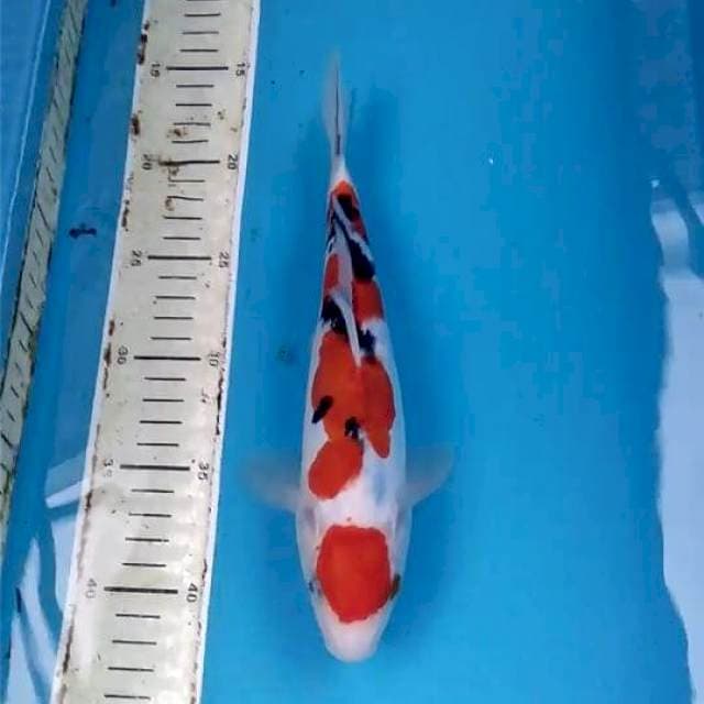 Sanke Doitsu 25cm