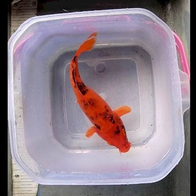 Kawari 21cm