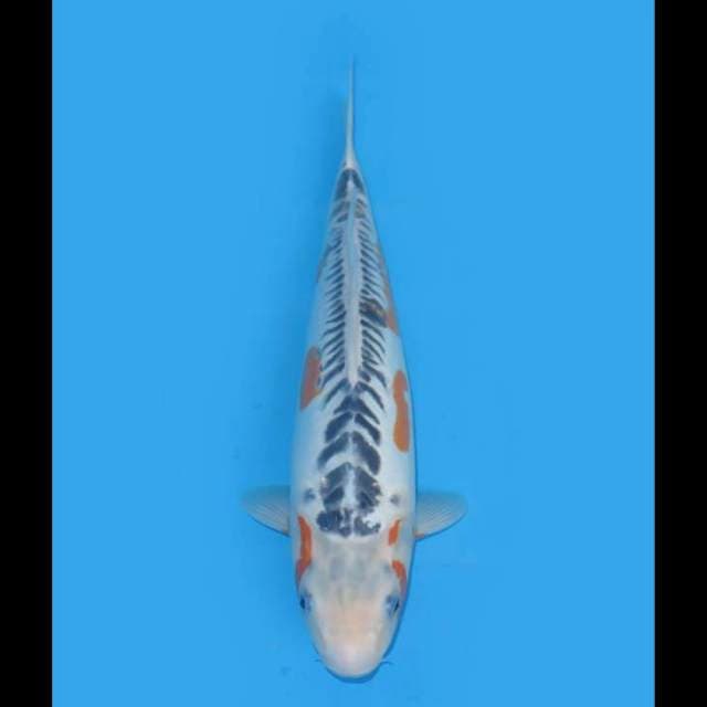 F1 Shusui Bakat Jumbo - 38cm Female