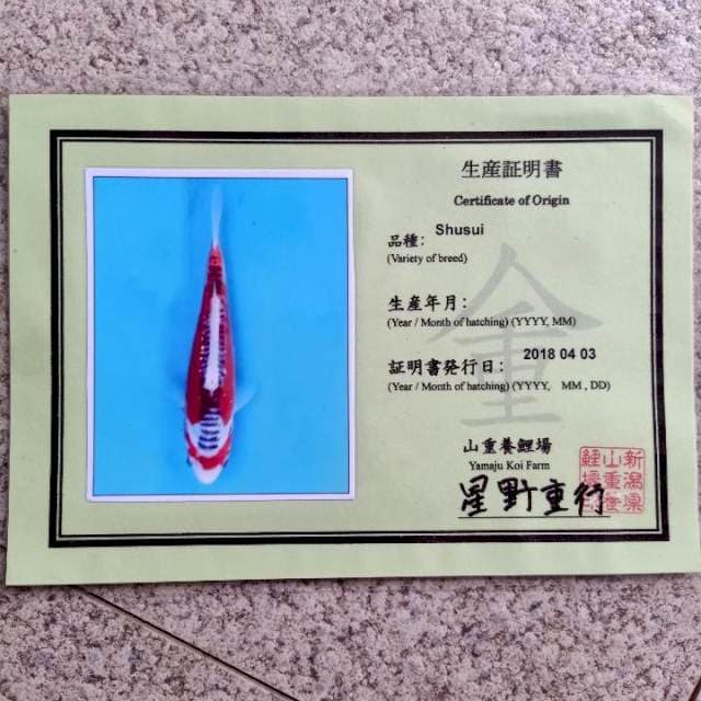 Shusui yamaju 45cm jantan