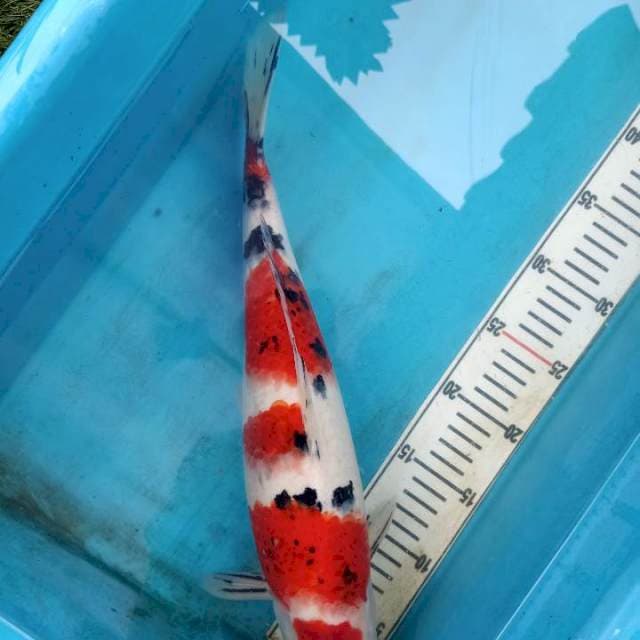 Sanke 41cm