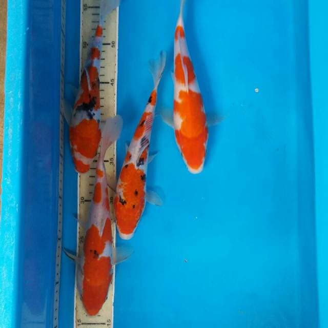 Mix kohaku sanke
