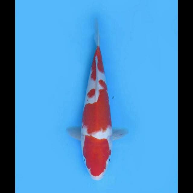 RED DEVIL - KOHAKU YONDAN MALE 30CM