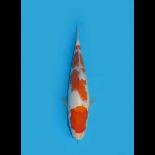 RED SAKURA - GODAN KOHAKU 27CM MALE