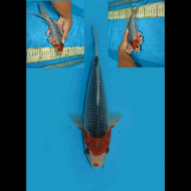 RED HAMMER - KONJO ASAGI 25CM MALE