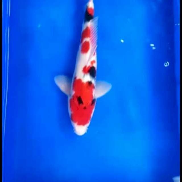 Taiso sasonko 41 cm 50 % hampir finis