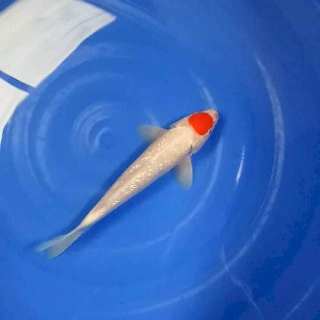 Tancho kohaku ginrin 30 cm 50% finis