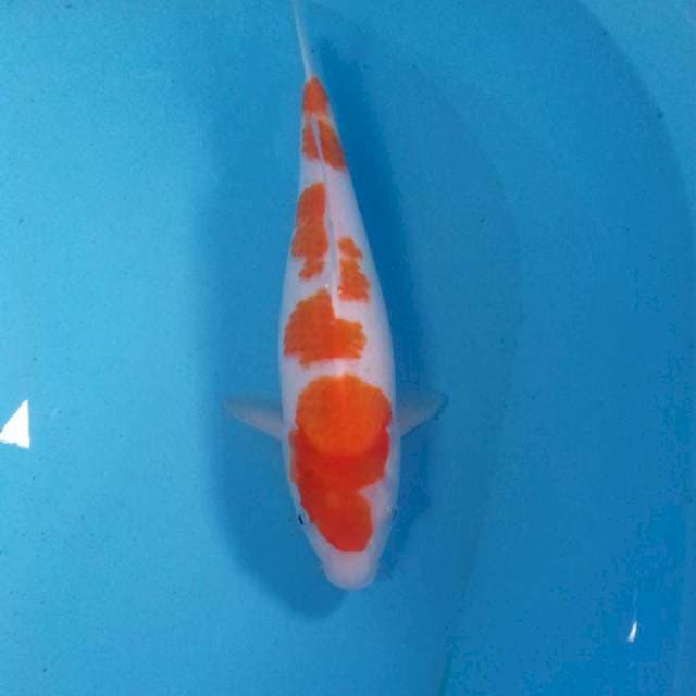 Kohaku, 32 cm (PHP Yudi Purwakarta)