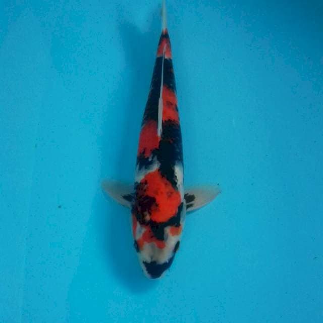 Showa, male 33 cm (PHP Yudi Purwakarta)