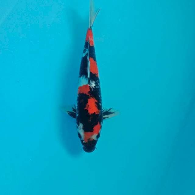 Showa, male 34 cm (PHP Yudi Purwakarta)