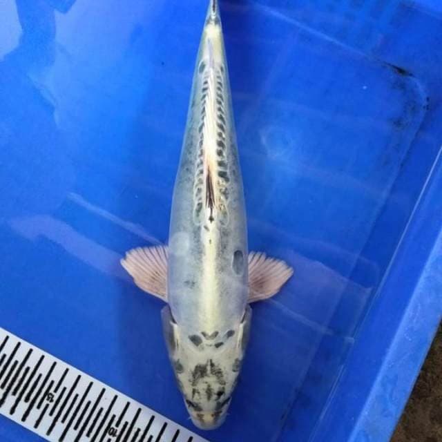 Kiko
