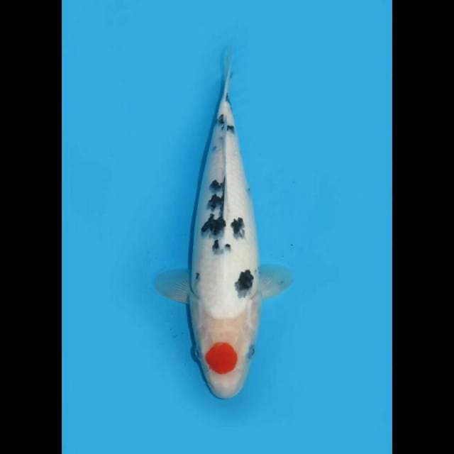RED SUN - TANCHO SANKE ORIGINAL 30CM FEMALE