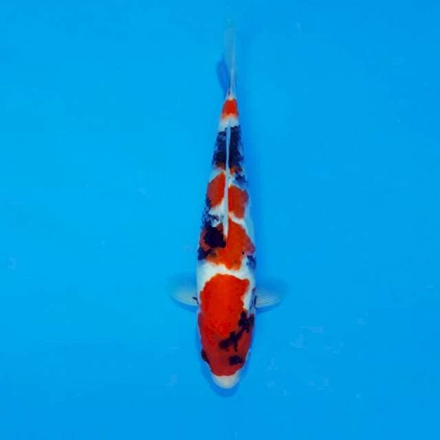 ASIA 1 ~ SHOWA EVOLUTION ®