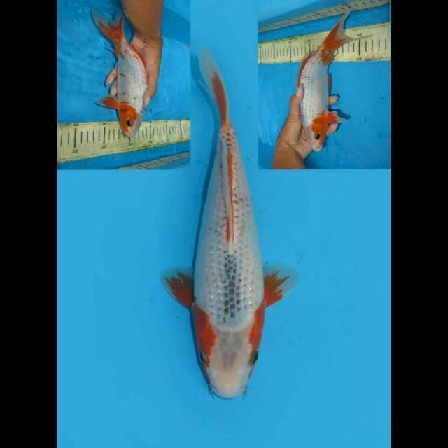 NEPTUNUS - NARUMI ASAGI MOTOAKA 25CM FEMALE