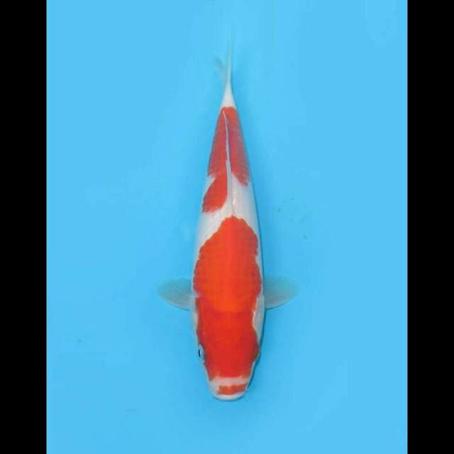 RED VELVET - NIDAN KOHAKU KUCIBENI 24CM MALE