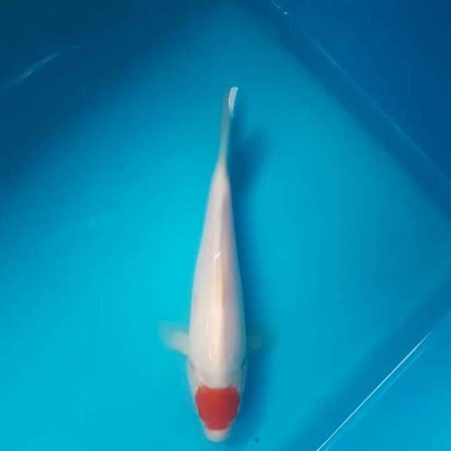 Tancho Kohaku F1 Momotaro