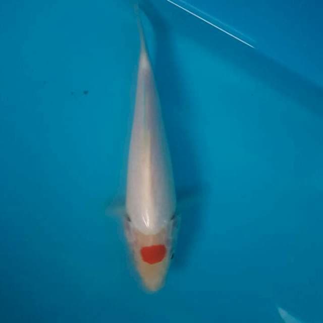 Tancho Kohaku F1 Momotaro