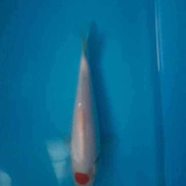 Tancho Kohaku F1 Momotaro