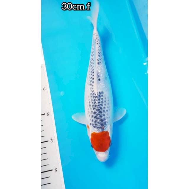 TANCO GOSHIKI 30cm