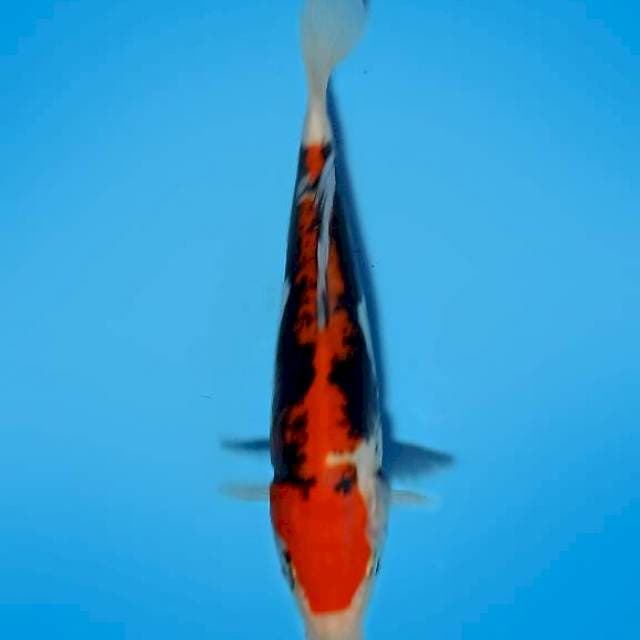 BENIKUMONRYU_17CM