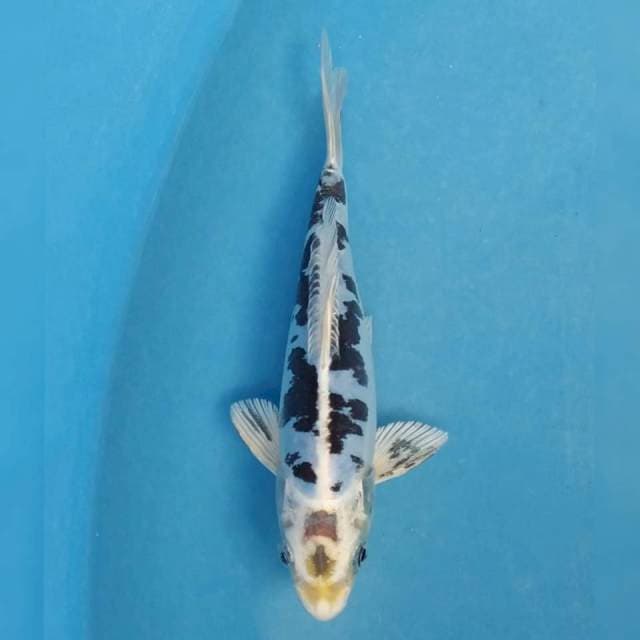 Okawa Kiko