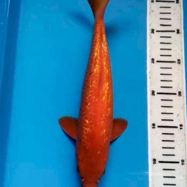 BENIGOI GINRIN JANTAN 31 CM