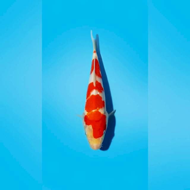 Kohaku HQ 26 cm