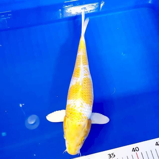 Hariwake 34cm