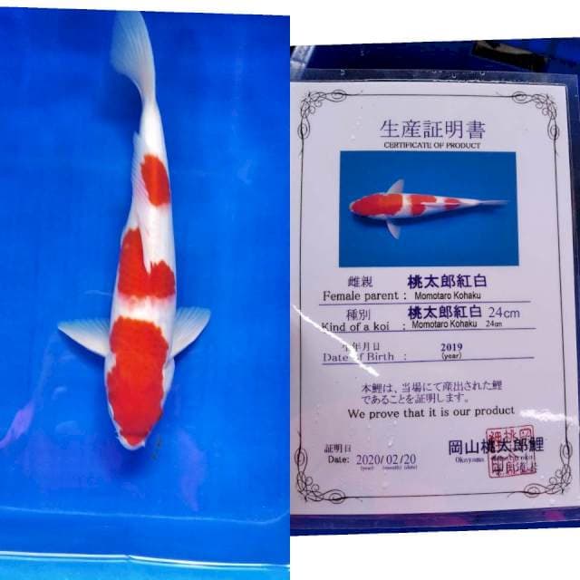 Kohaku momotaro
