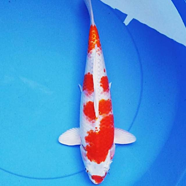 Kohaku hikari 33cm jantan