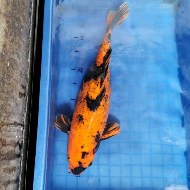 Hi Utshuri import Shinoda 50cm