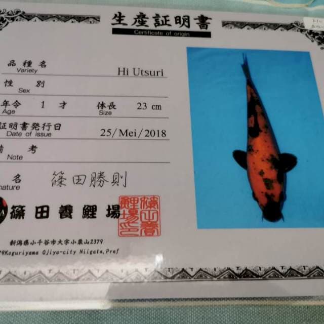 Hi Utshuri import Shinoda 50cm