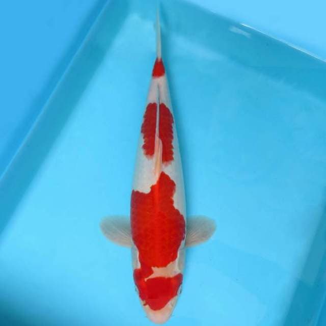 ASAHI 4 ~ Kohaku Quality